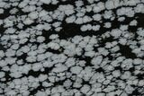 Polished Snowflake Obsidian Section - Utah #117780-1